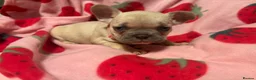 French Bulldog dogs for sale: KC French Bulldog puppies  - Advert 17