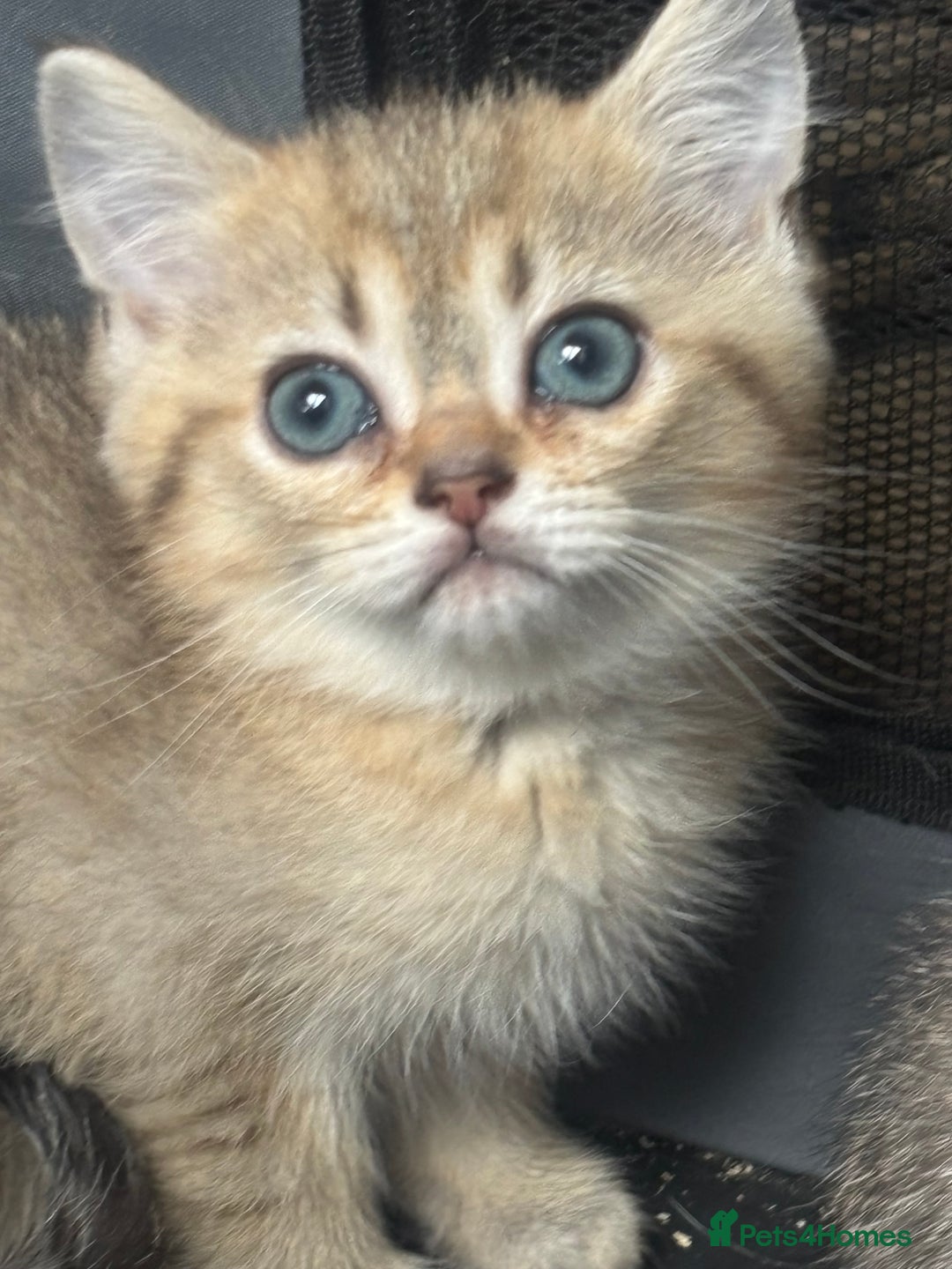 British Shorthair cats for sale: 1 BSH colour point & 4 rainbow BSH Chinchillas - Image 10