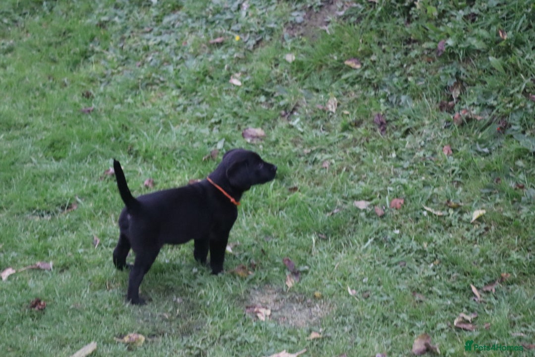 Labrador Retriever dogs for sale: 1 Black Labrador bitch left ready to go now  - Image 15