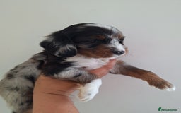 Mixed Breed dogs for sale: Jackapoo x cockerspaniel  - Image 3