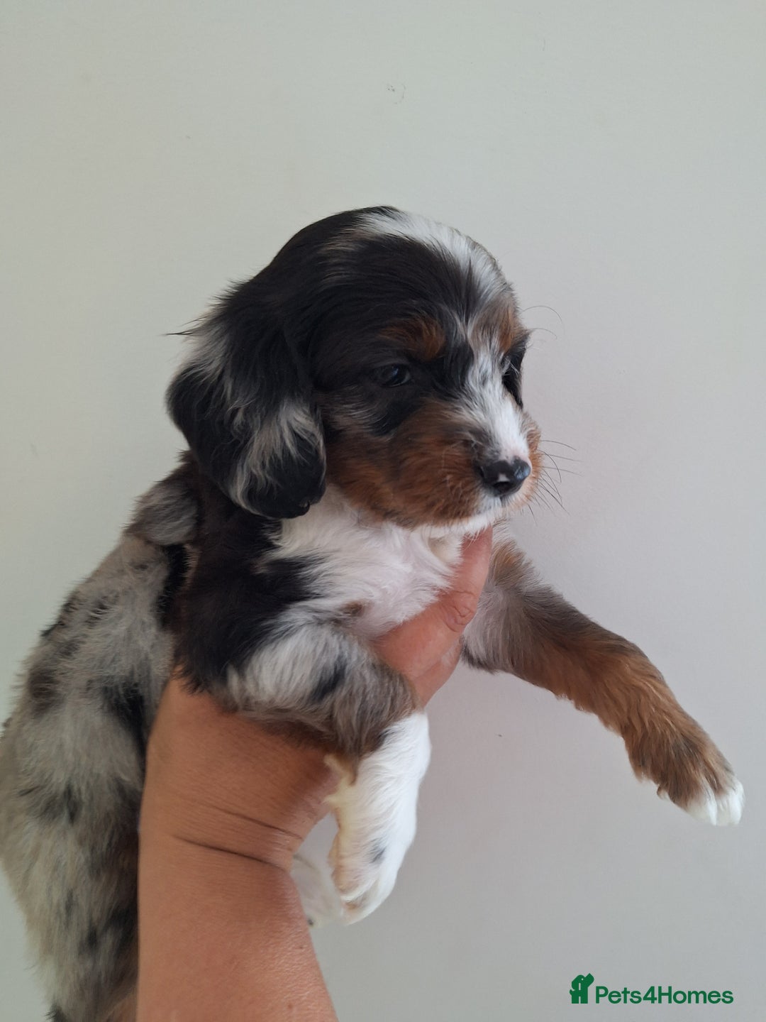 Mixed Breed dogs for sale: Jackapoo x cockerspaniel  - Image 3