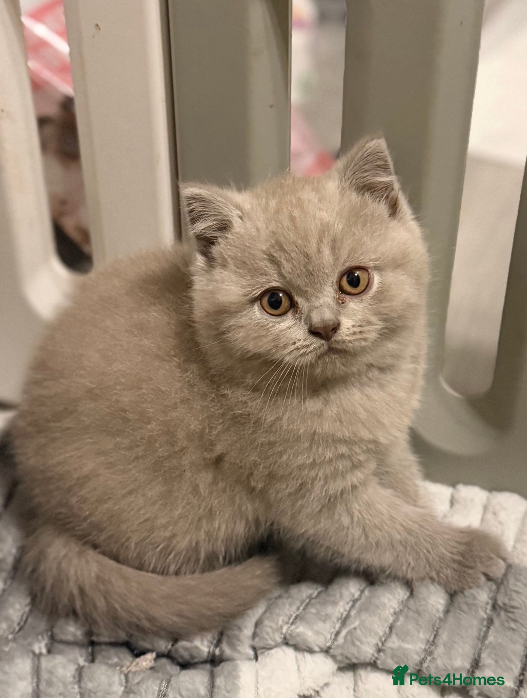 British Shorthair cats for sale: Beautiful British shorthair champion bloodlines - Image 19