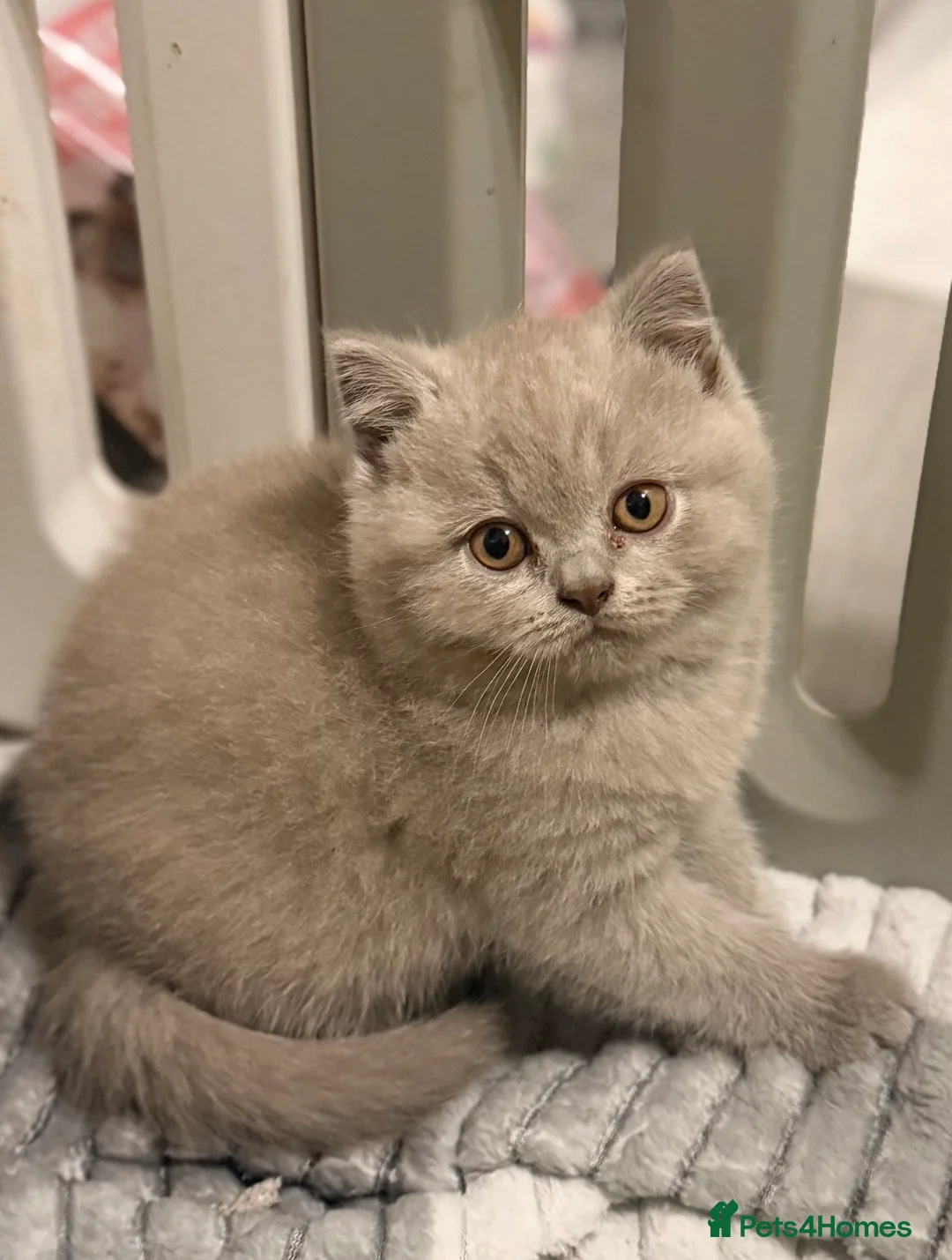 British Shorthair cats for sale: Ready to leave *** black female bsh *** - Advert 23