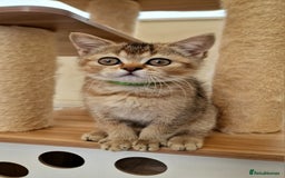 British Shorthair cats for sale:  Super friendly /lap Bsh kittens 2left😍 - Image 14
