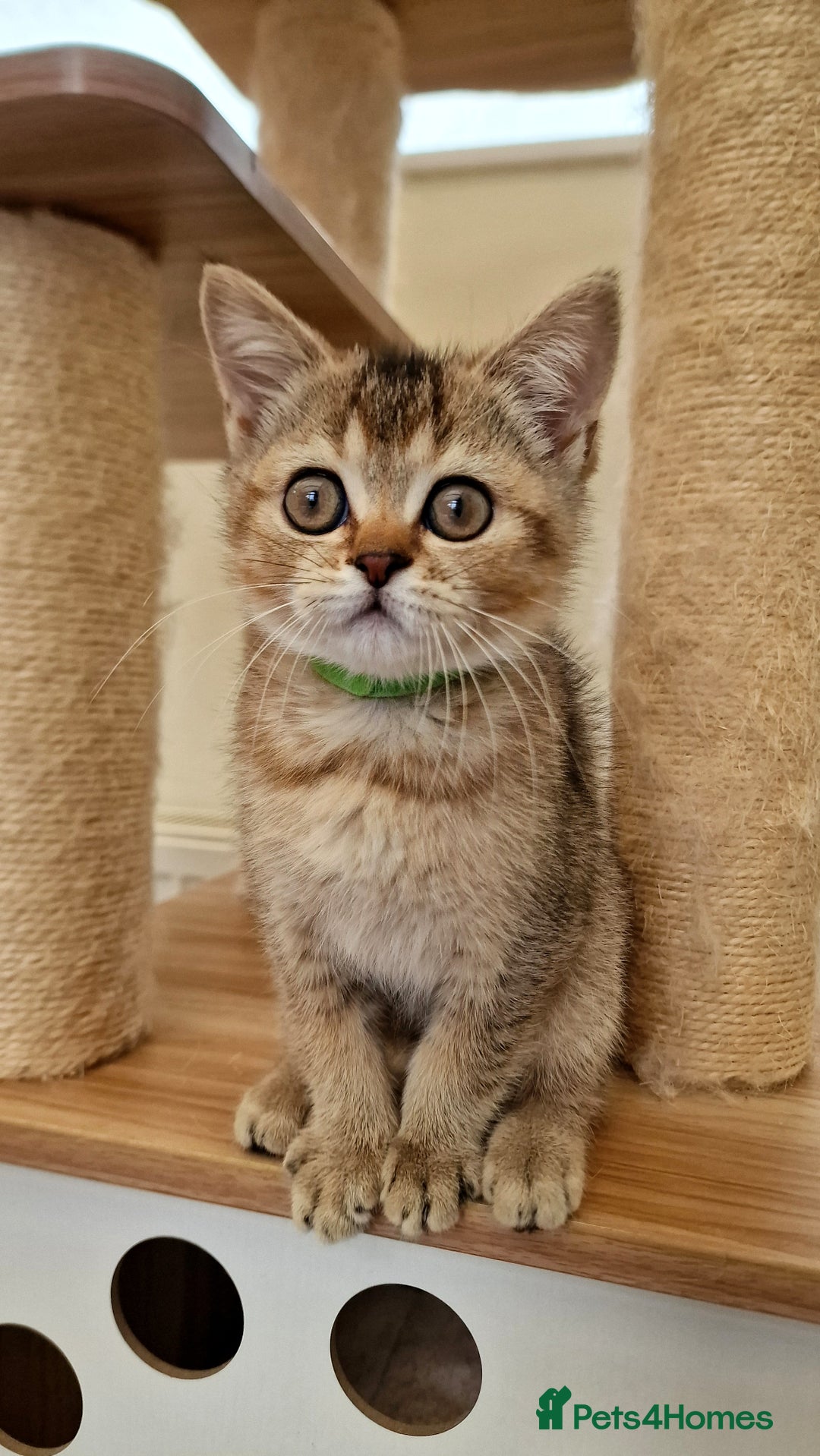 British Shorthair cats for sale:  Super friendly /lap Bsh kittens 2left😍 - Image 14
