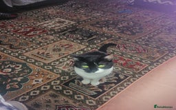 British Shorthair cats for sale: White and black female and male cats - Image 27