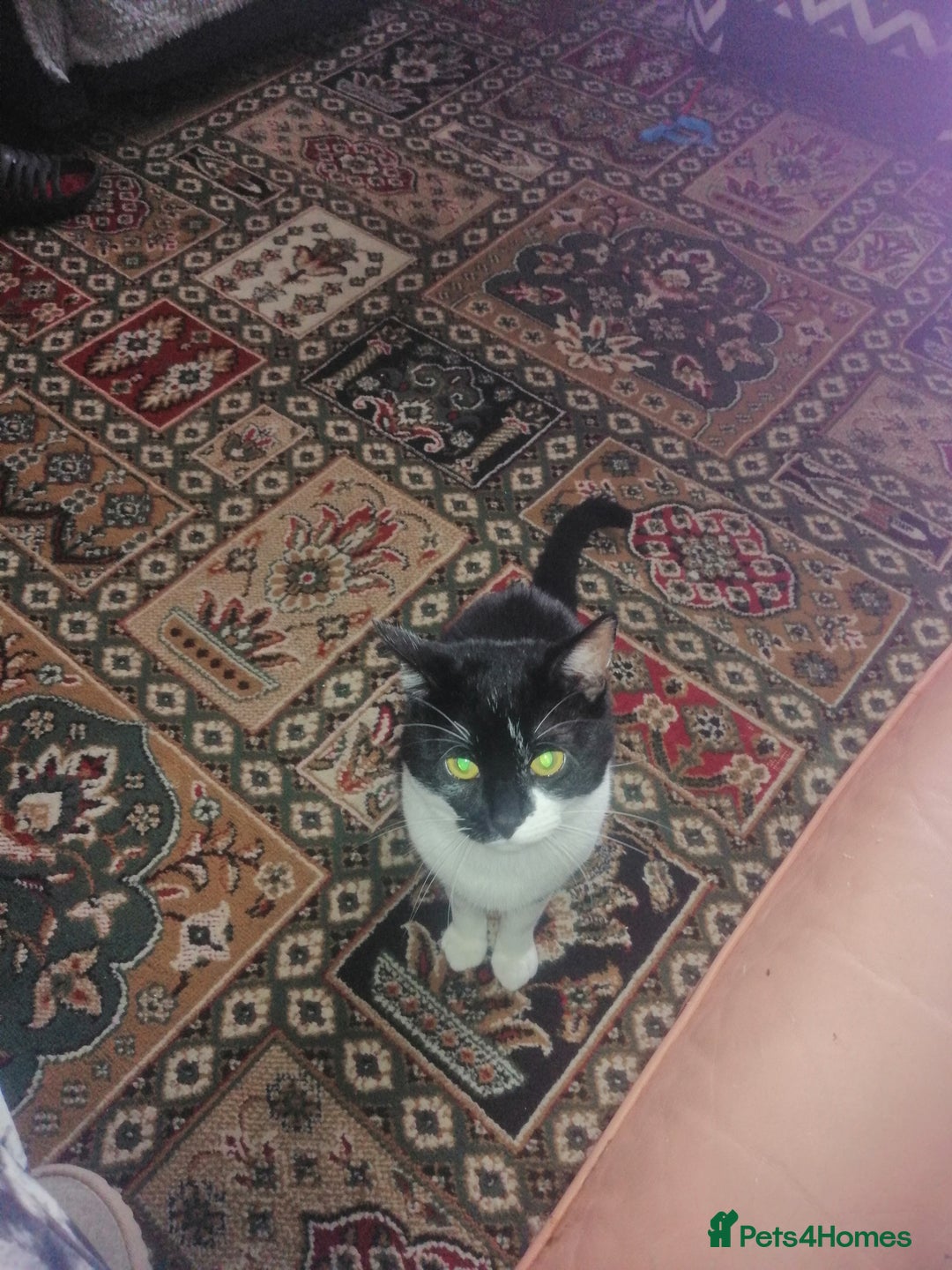 British Shorthair cats for sale: White and black female and male cats - Image 27