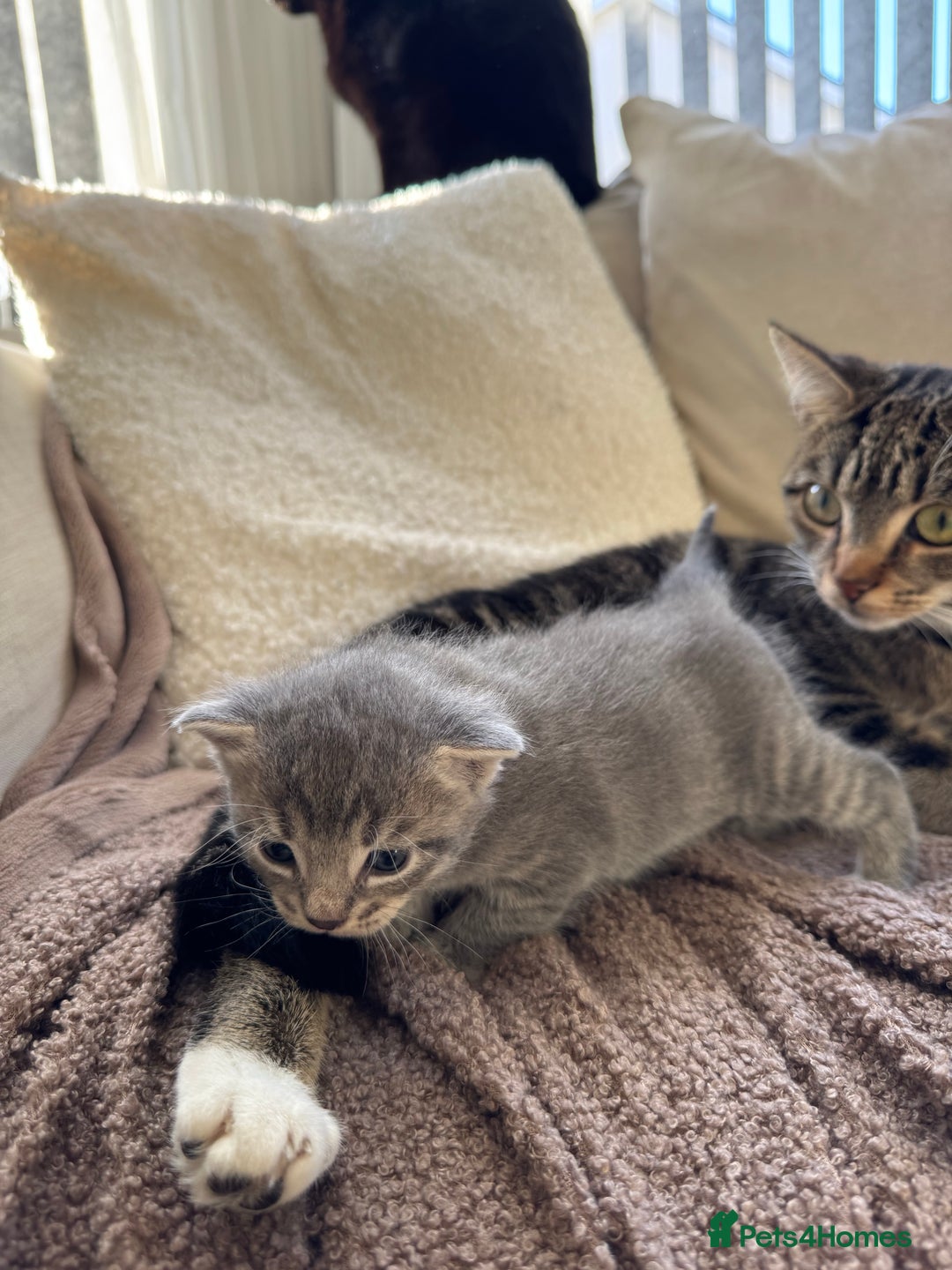 Mixed Breed cats for sale: Adorable Kittens Looking for Loving Homes 🐾 - Advert 13