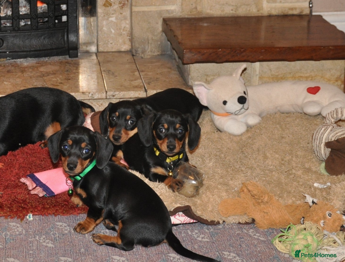 Dachshund dogs Miniature Smooth Haired Dachshunds - Advert 5