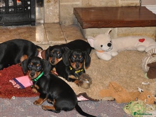 Dachshund dogs Miniature Smooth Haired Dachshunds - Advert 7