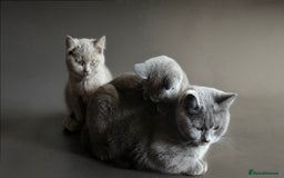 British Shorthair cats for sale: Cute British Shorthair Kittens - Image 5
