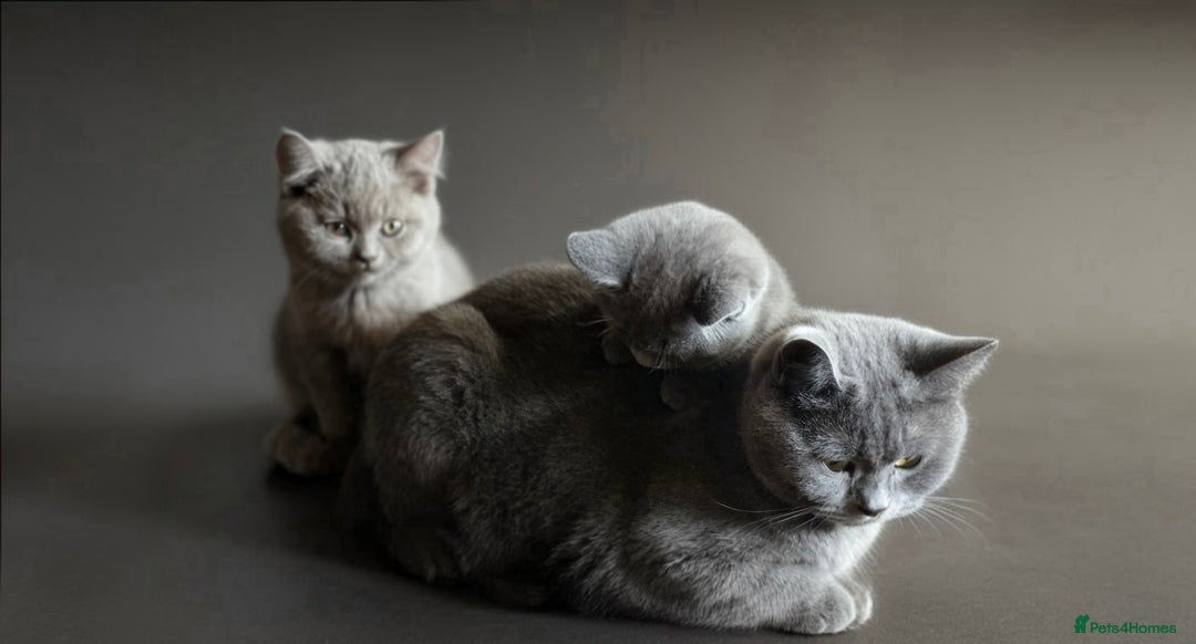 British Shorthair cats for sale: Cute British Shorthair Kittens - Image 5