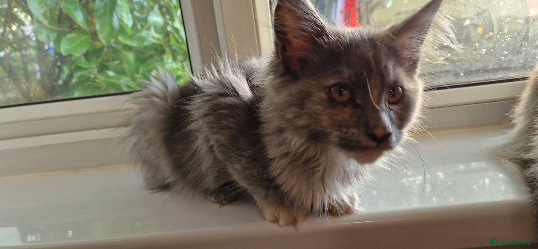 Maine Coon cats for sale: Maine coon kitten - Image 4
