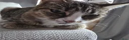 Mixed Breed cats for sale: 2 Mixed Breed Cats in Dunstable - Advert 11