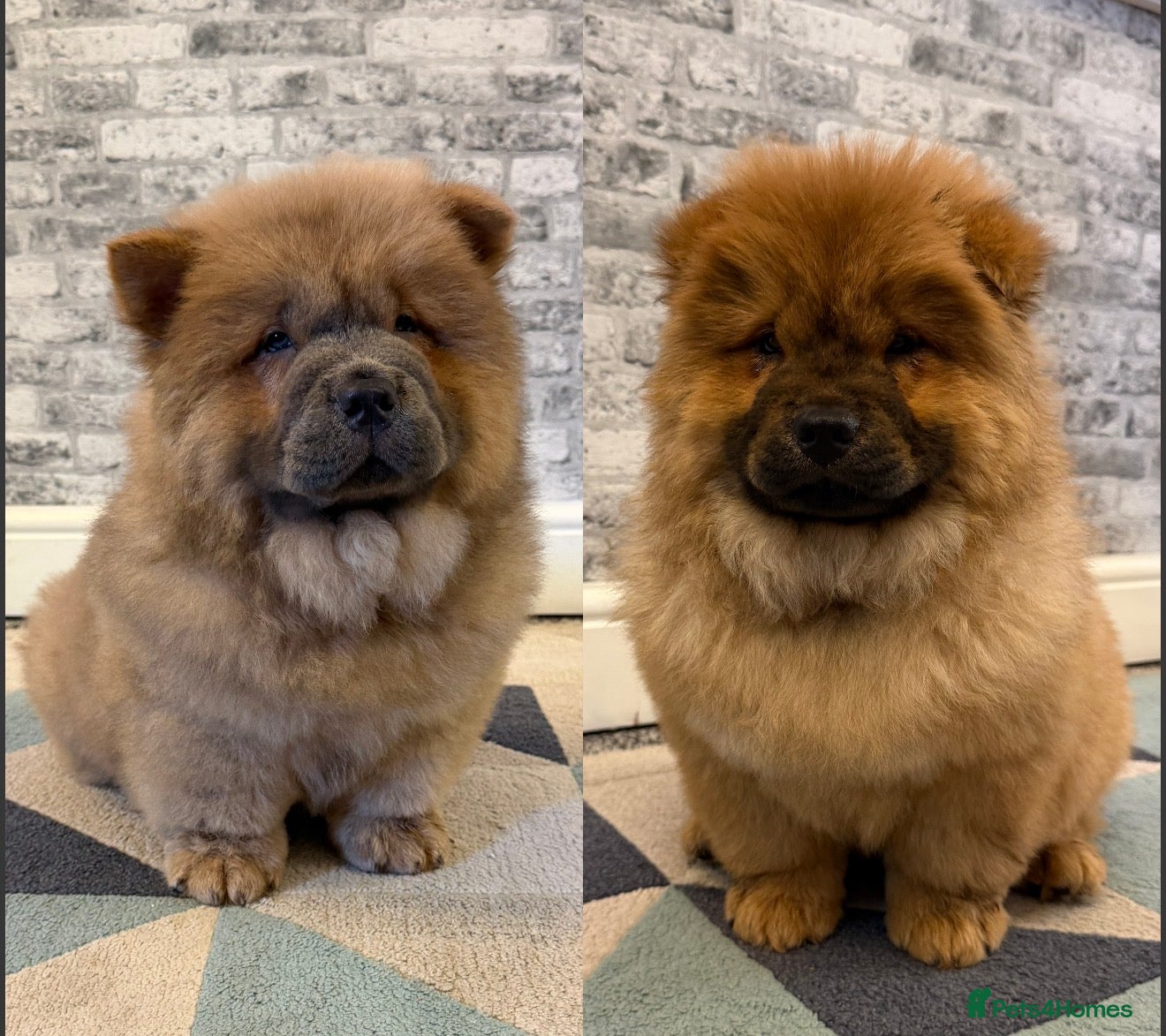 Chow Chow dogs K.c registered chow chow puppies - Advert 16