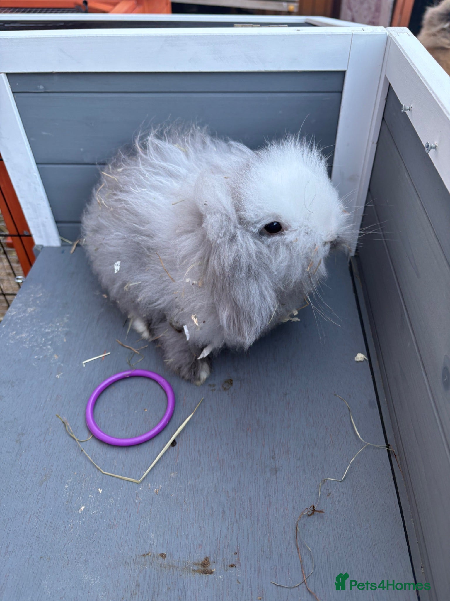 Mixed Breed rabbits Male Baby Rabbit lion/lop bunny - Advert 3