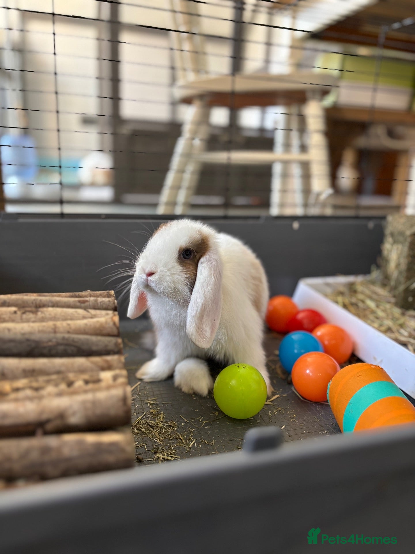 Mini Lop rabbits Only 1 baby mini lop left - boy - Advert 2