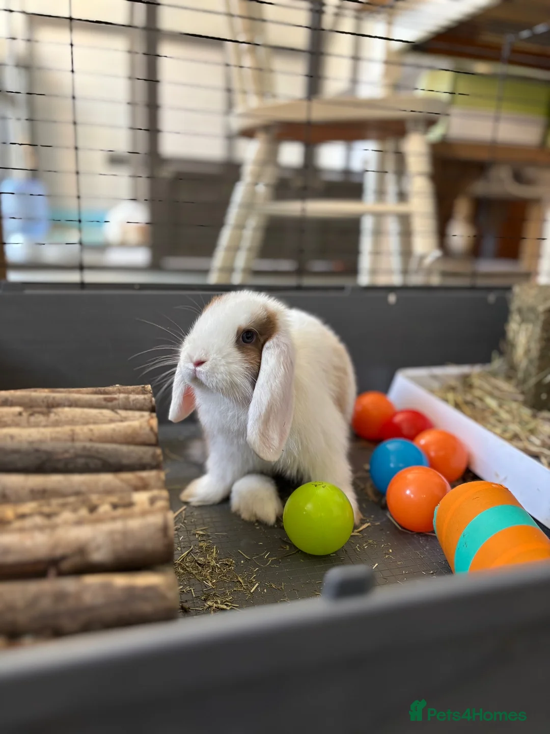 Mini Lop rabbits for sale: Reserved Only 1 baby mini lop left - boy - Advert 2