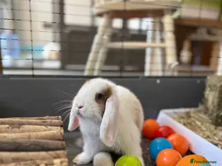 Mini Lop rabbits Reserved Only 1 baby mini lop left - boy - Advert 2