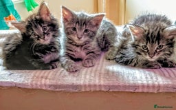 Norwegian Forest Cat cats for sale: 4 11 week old kittens  - Image 4