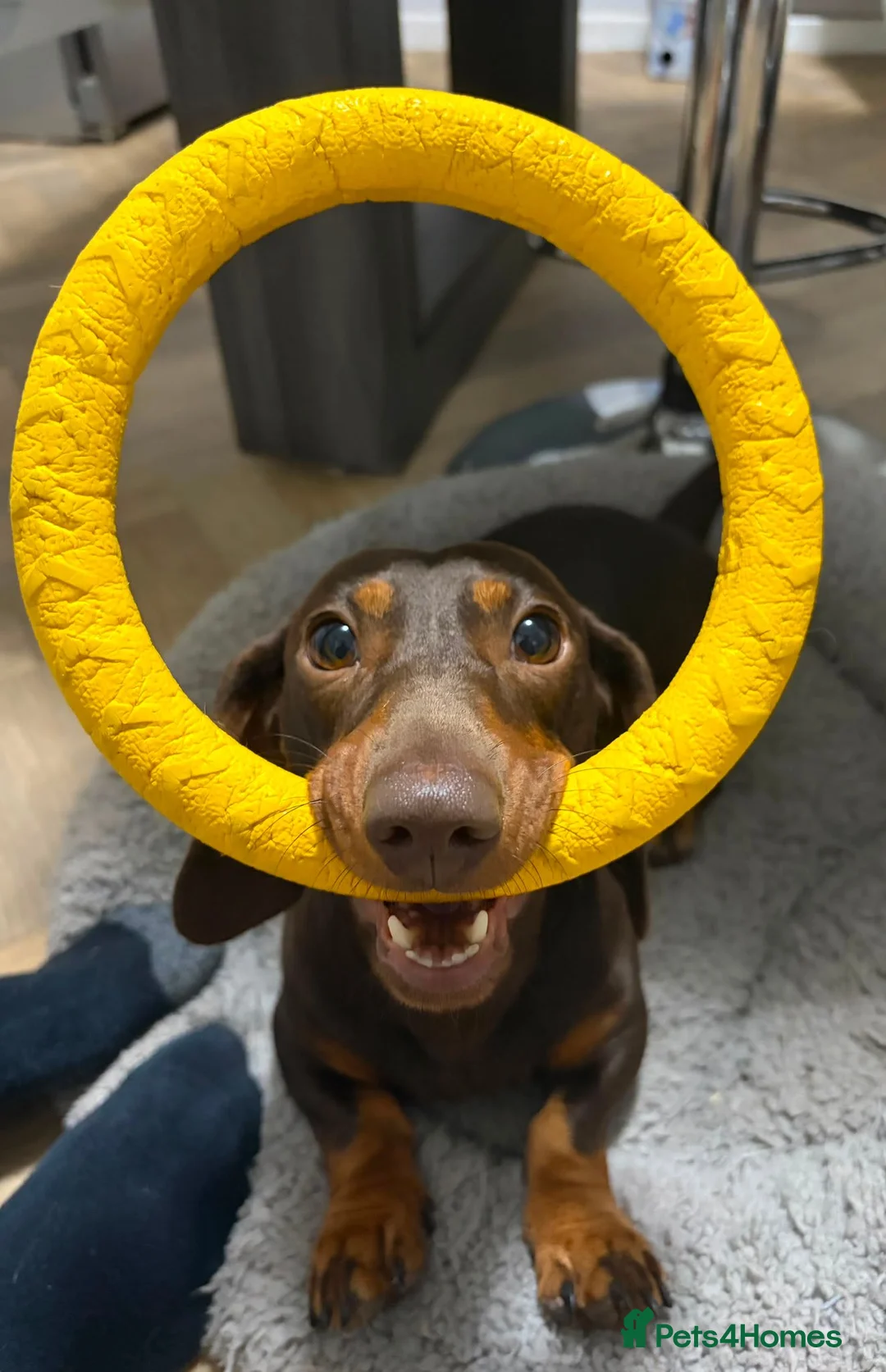 Dachshund dogs for adoption: Opal - Beautiful Dachshund for Adoption - Advert 2