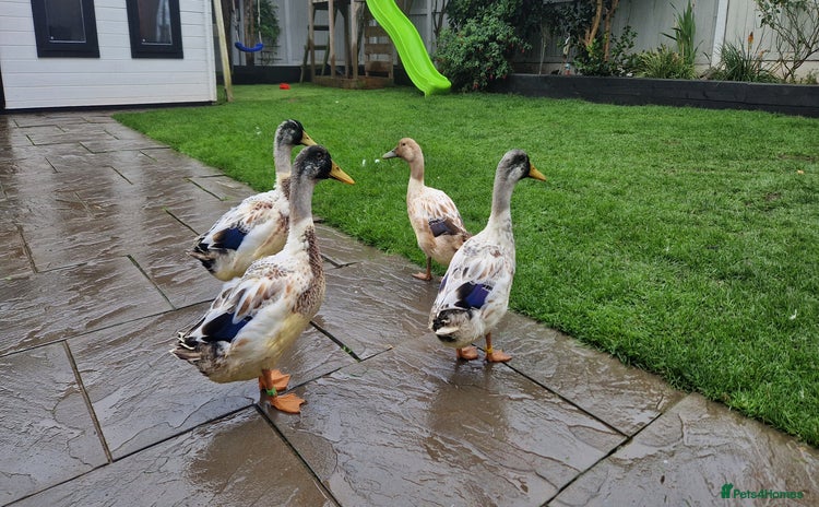 Ducks poultry - Advert 6