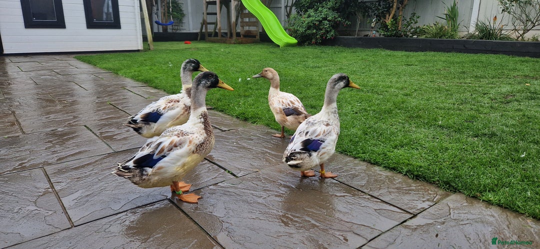 Ducks poultry for sale: Welsh Harelequin  - Image 1