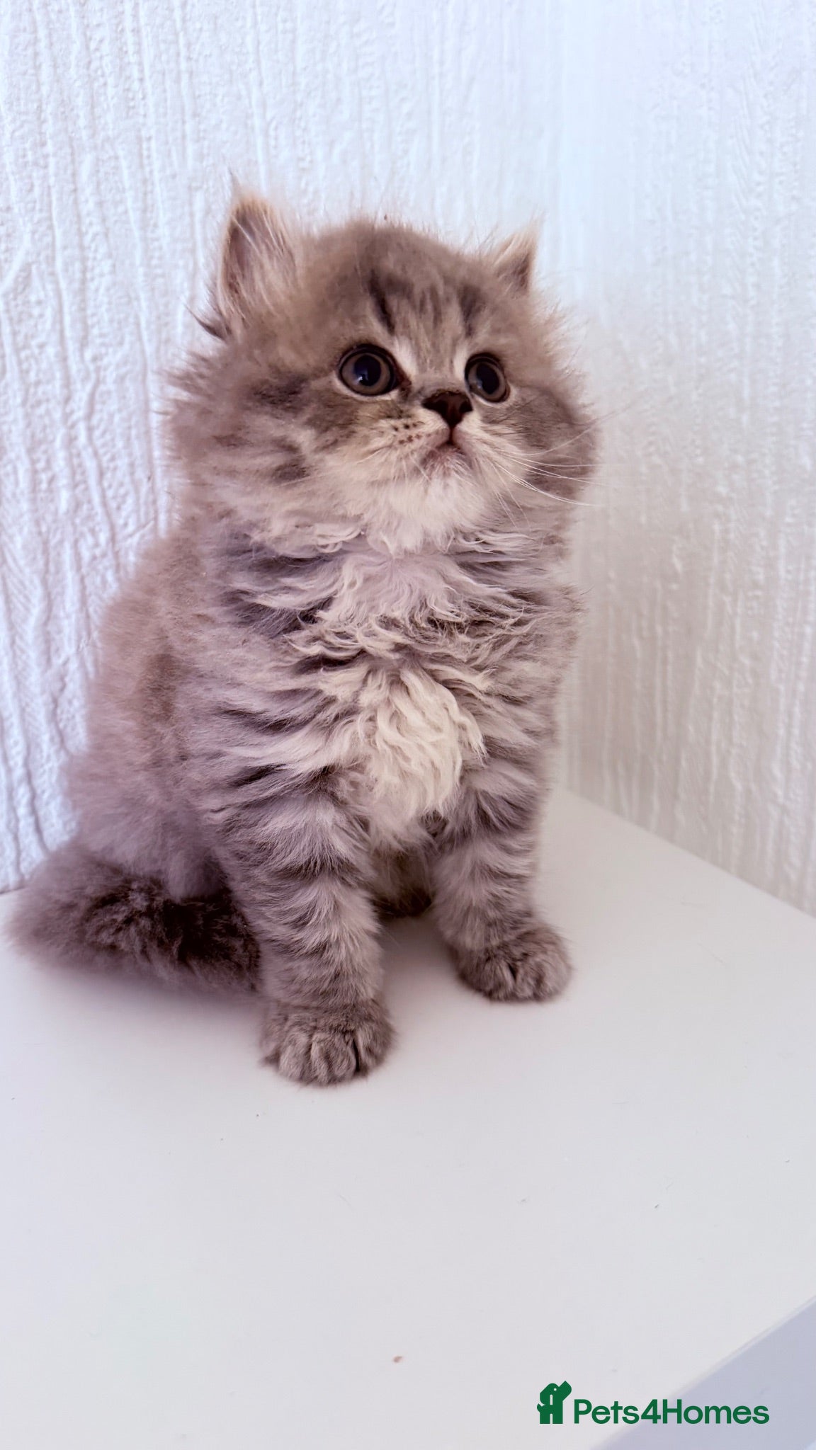 Scottish Fold cats Scottish straight kittens  - Advert 3