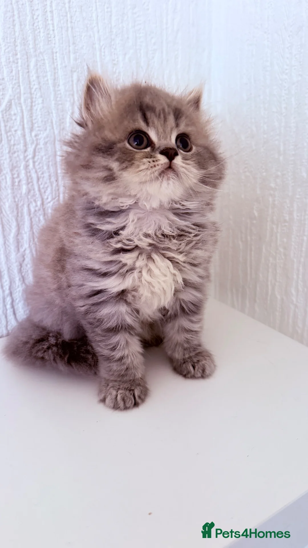 Scottish Fold cats for sale: Scottish straight kittens  - Advert 1