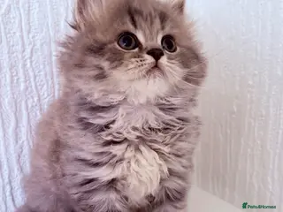 Scottish Fold cats Scottish straight kittens - Advert 8