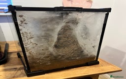 Spiders invertebrates for sale: Antilles Pink Toe Tarantula - Image 2