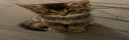 Mixed Breed cats for sale: Kittens - Advert 4