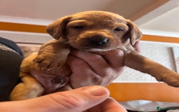 Labrador Retriever dogs for sale: Labrador puppies - Image 35