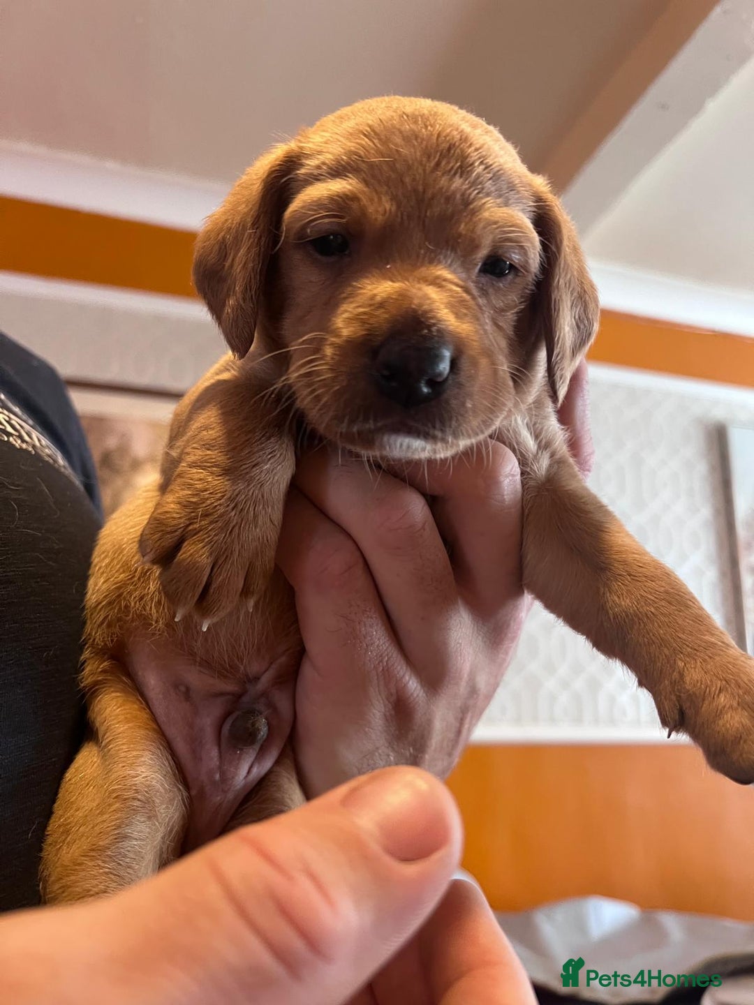 Labrador Retriever dogs for sale: Labrador puppies - Image 35