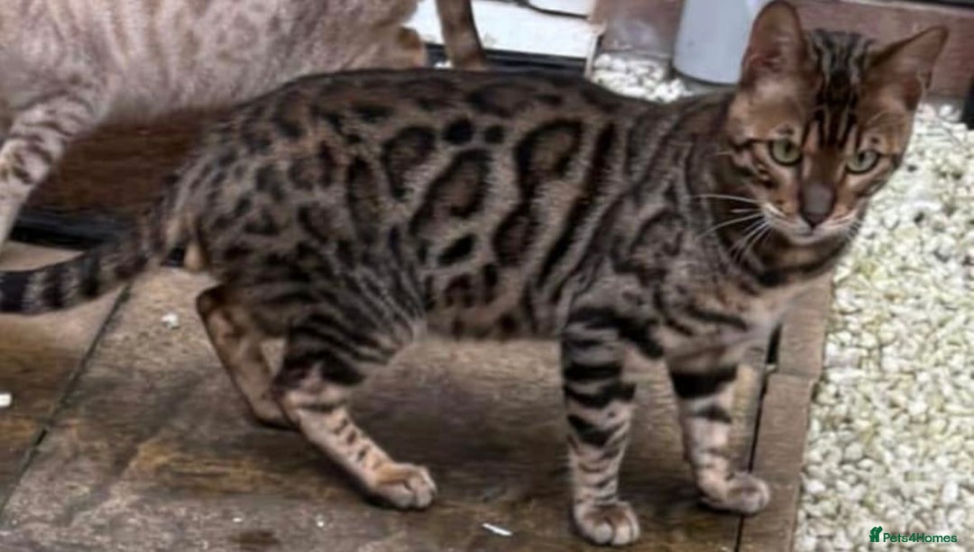 Bengal cats for sale: Beautiful boy bengal looking for new home - Advert 1