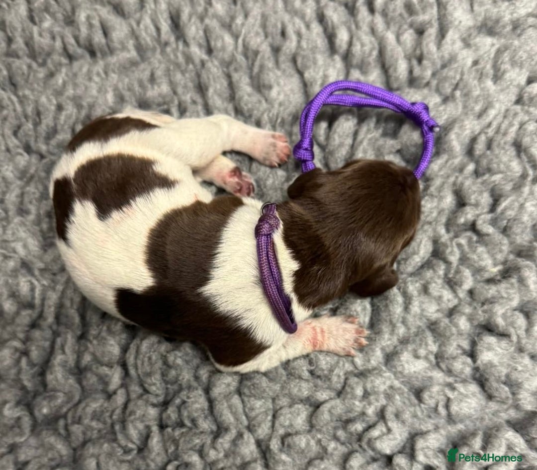 German Shorthaired Pointer dogs for sale: German Short Haired Pups - Serbian Blood Lines - Image 12