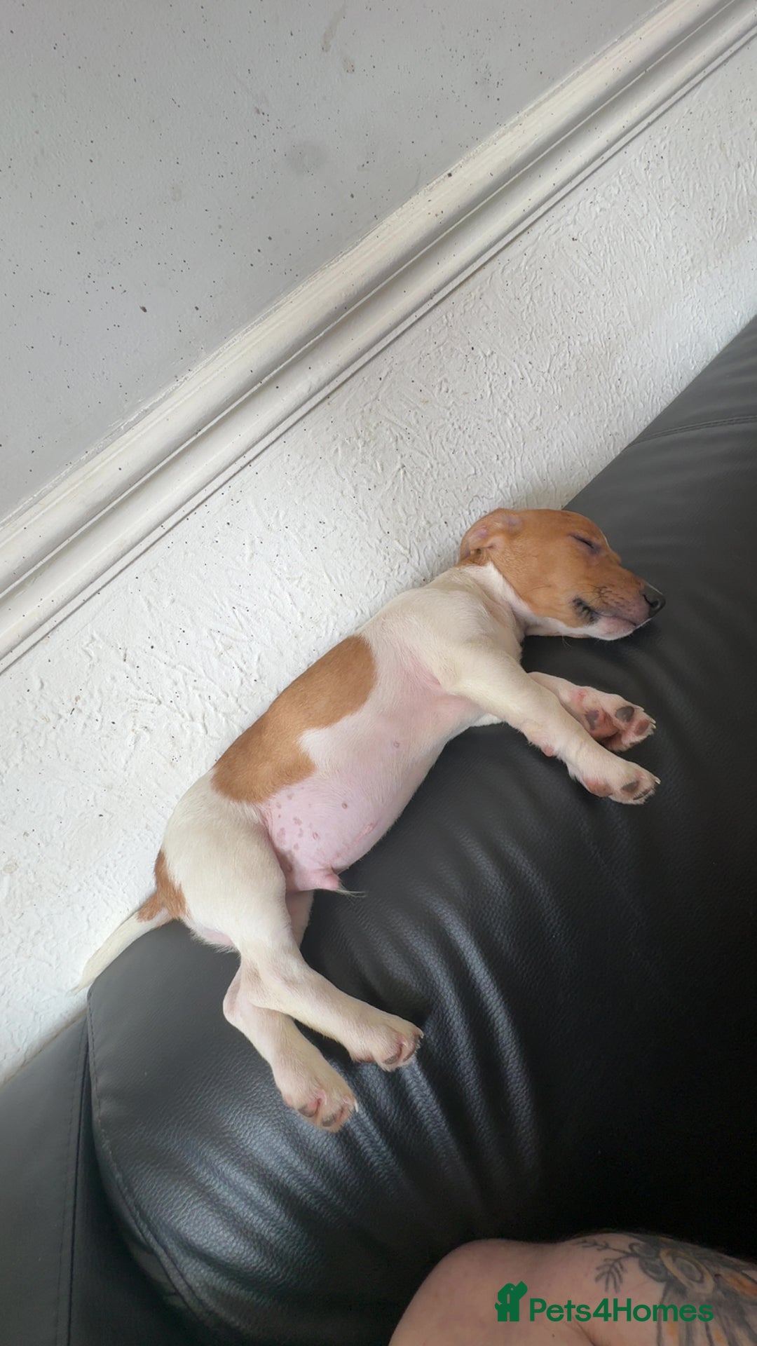 Jack Russell dogs for sale: Adorable Male Jack Russell Puppy  🐾 - Image 5