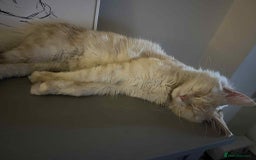 Maine Coon cats for sale: 1 year old Maine Coon Pair - Advert 3