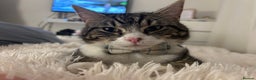 Domestic Shorthair cats for sale: Stanley  - Advert 2