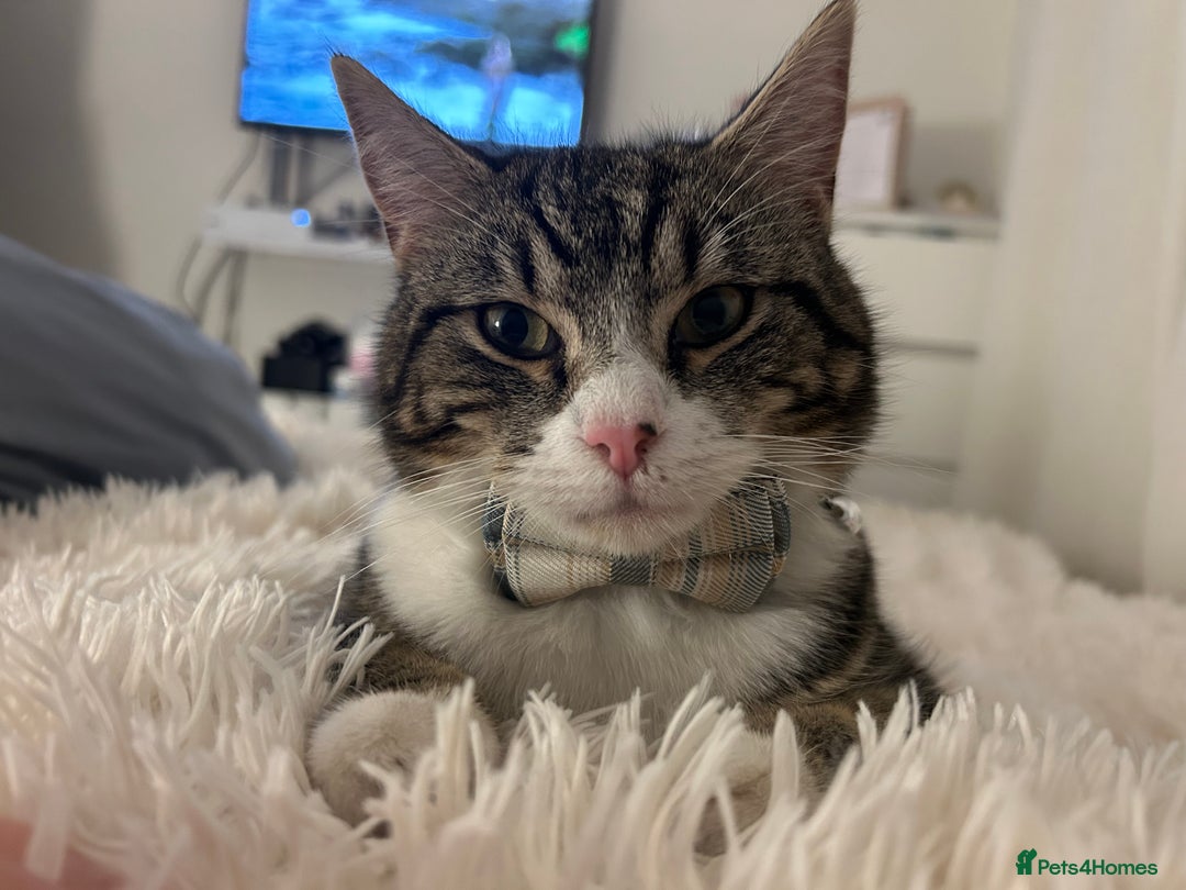 Domestic Shorthair cats for sale: Stanley  - Advert 2