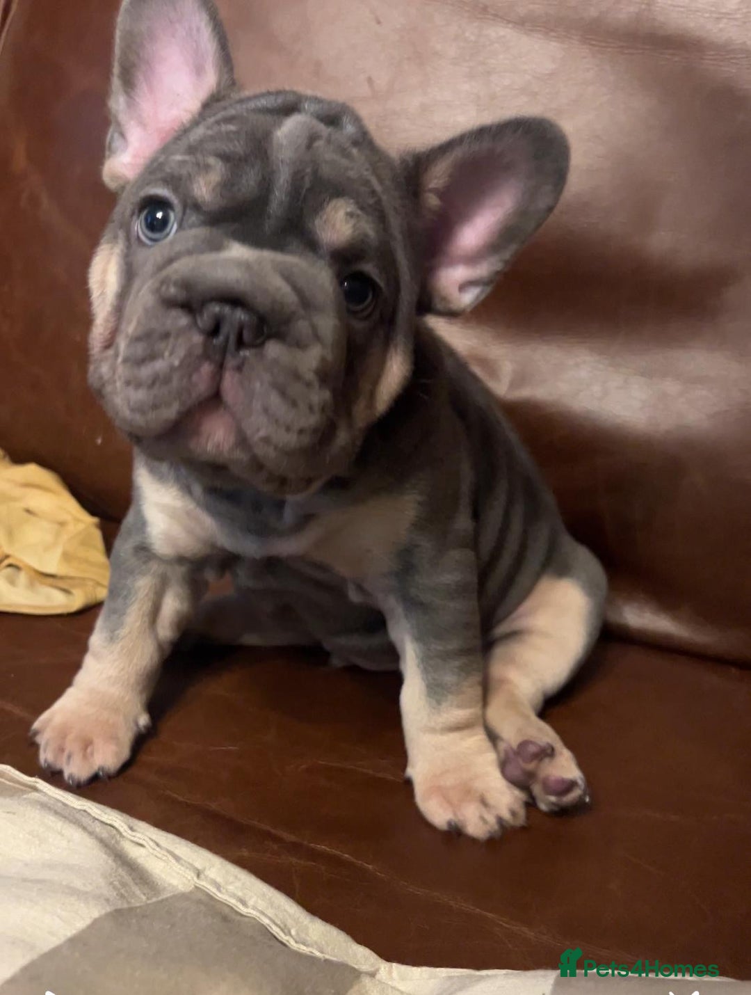 French Bulldog dogs for sale: French Bulldog 4 Boys and 3 girls  - Image 17