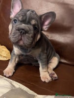 French Bulldog dogs - Advert 8