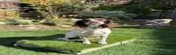 Cocker Spaniel dogs for sale: Working cocker spaniel puppies  - Advert 12