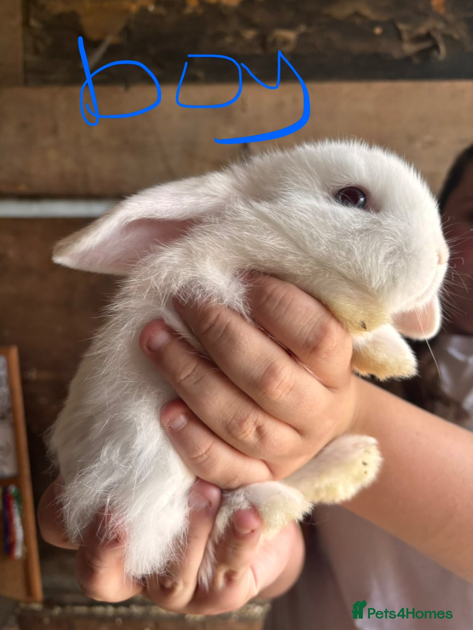 Mini Lop rabbits for sale: 8 beautiful baby’s rabbit  - Advert 23