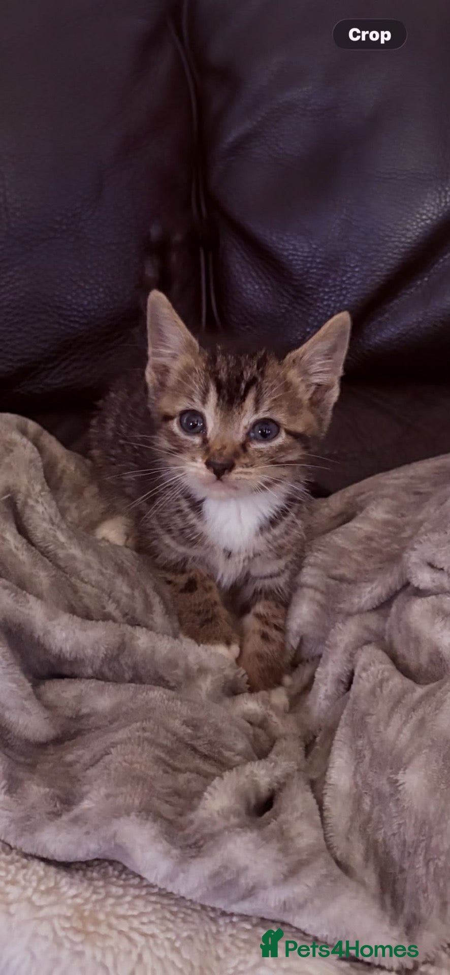 Mixed Breed cats Beautiful kittens - Advert 4