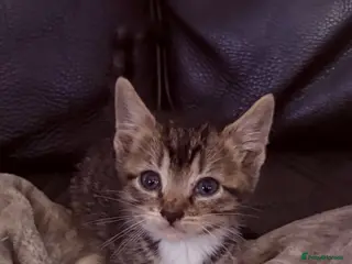 Mixed Breed cats Beautiful kittens - Advert 4