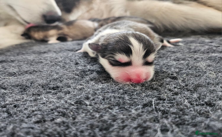 Alaskan Malamute dogs - Advert 1