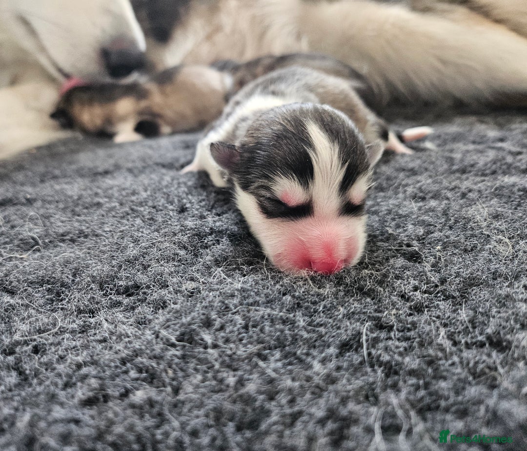 Alaskan Malamute dogs for sale: Alaskan Malamute puppies  - Image 1