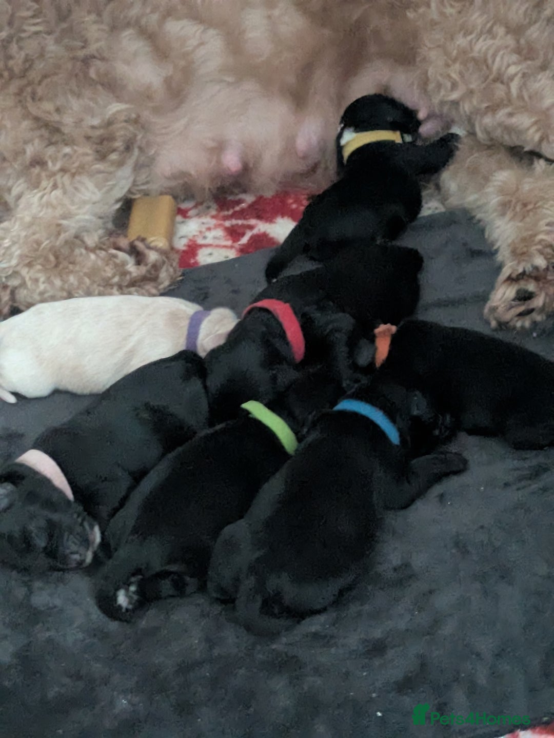 Cockapoo dogs for sale: F2 cockapoo puppies for sale . - Advert 6