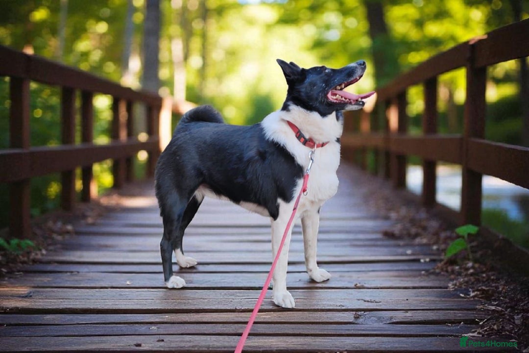 Border Collie dogs for adoption: JULIET – Border Collie (Female) - Advert 4
